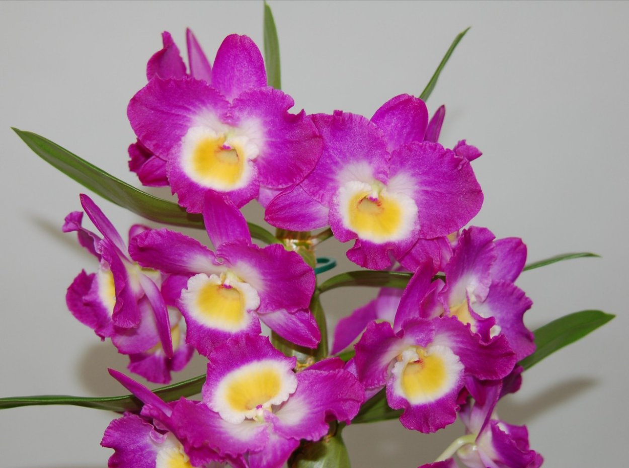 Дендробиум зеленый