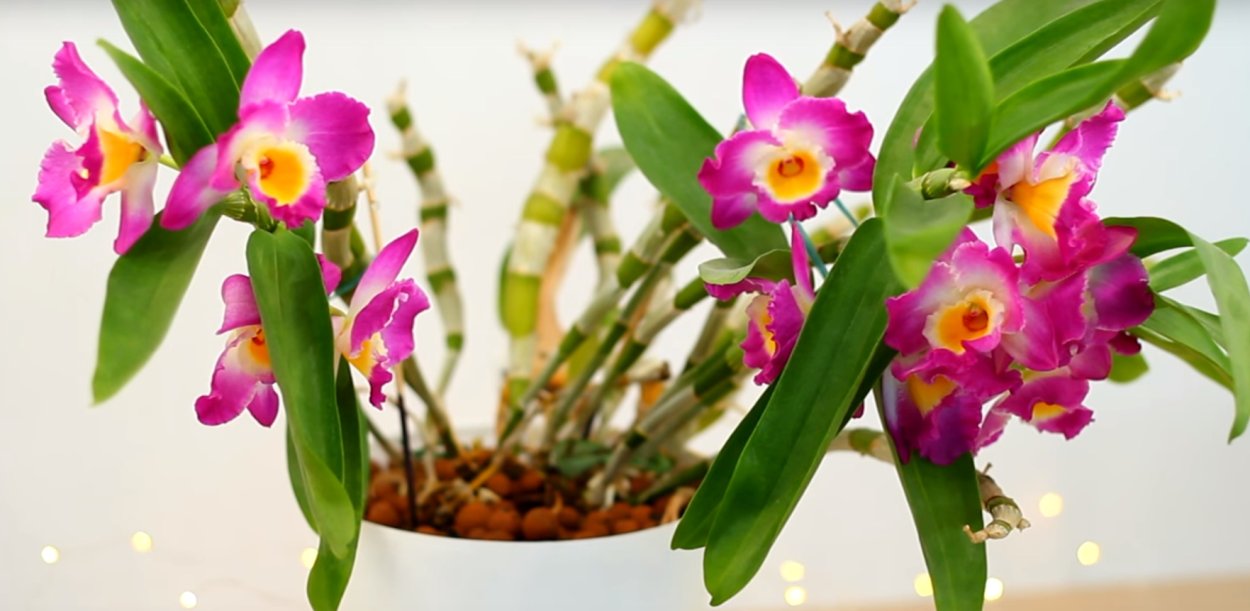 Дендробиум благородный