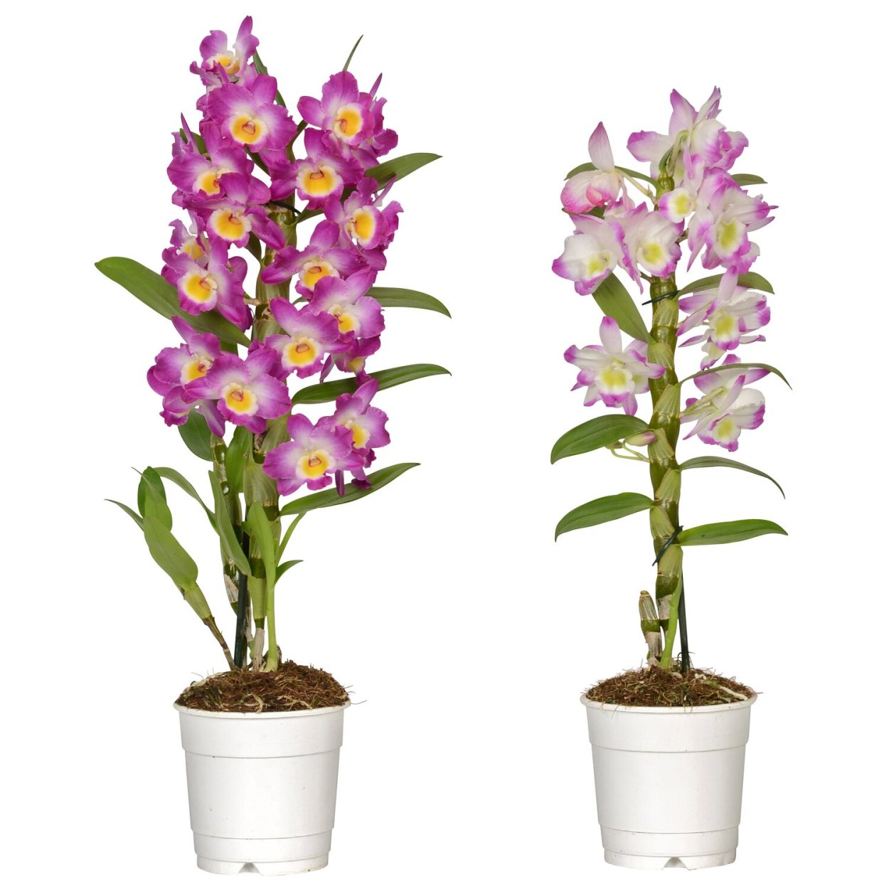 Цветок Дендробиум