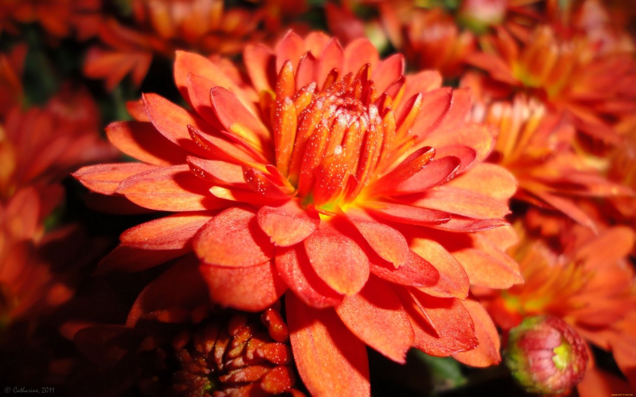 Хризантема Золотая осень