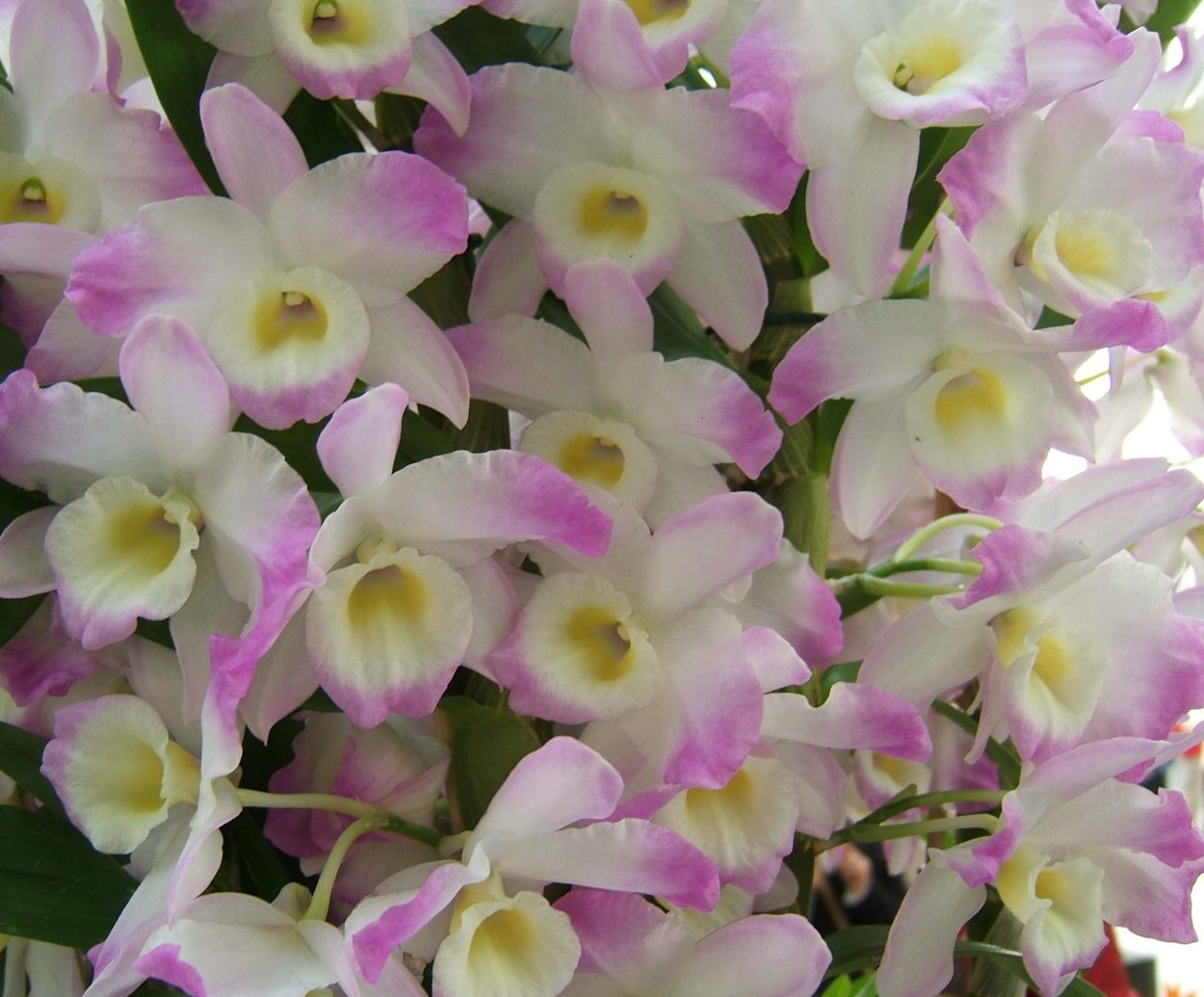 Цветок Dendrobium Nobile