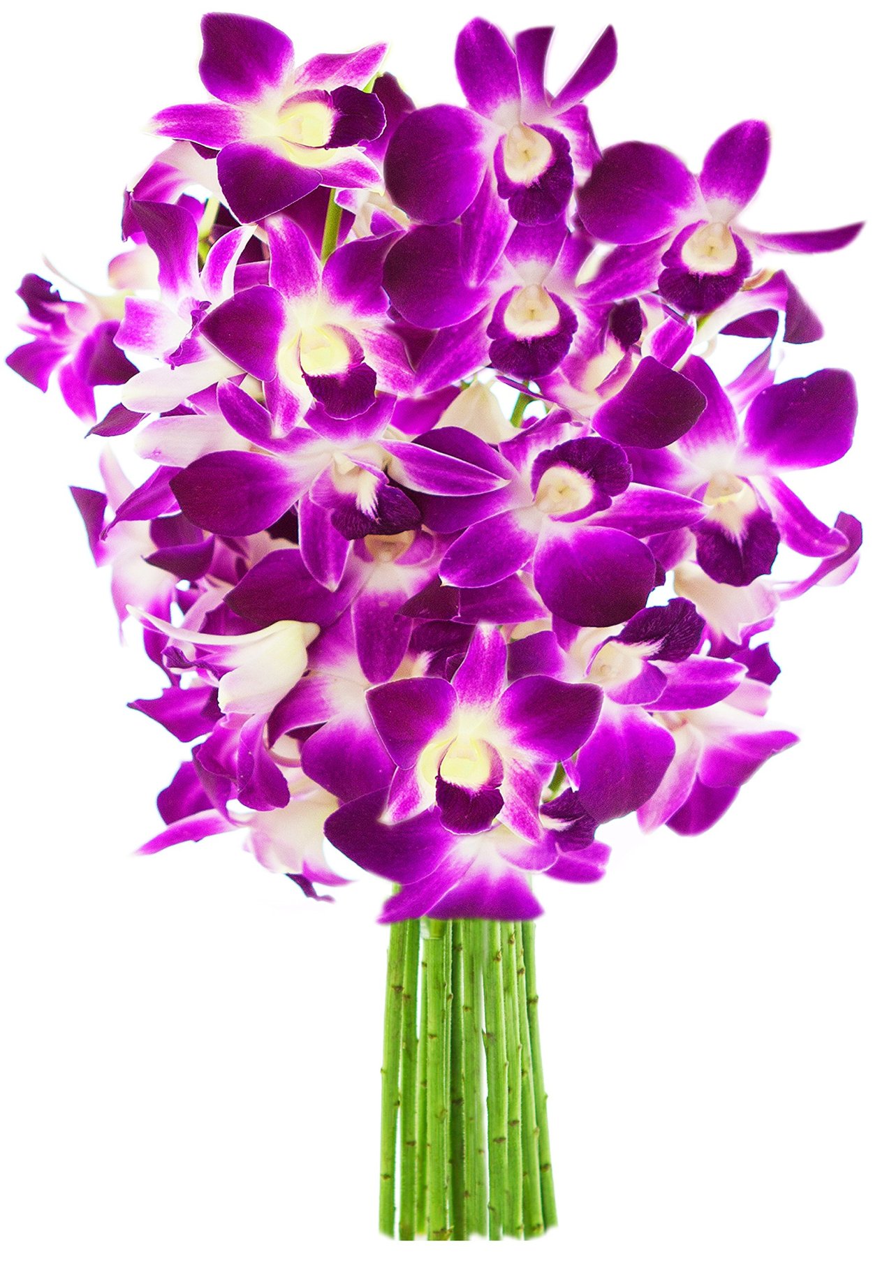 Орхидея Дендробиум Нобиле