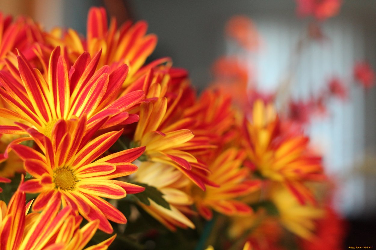 Хризантема Арлуно оранж