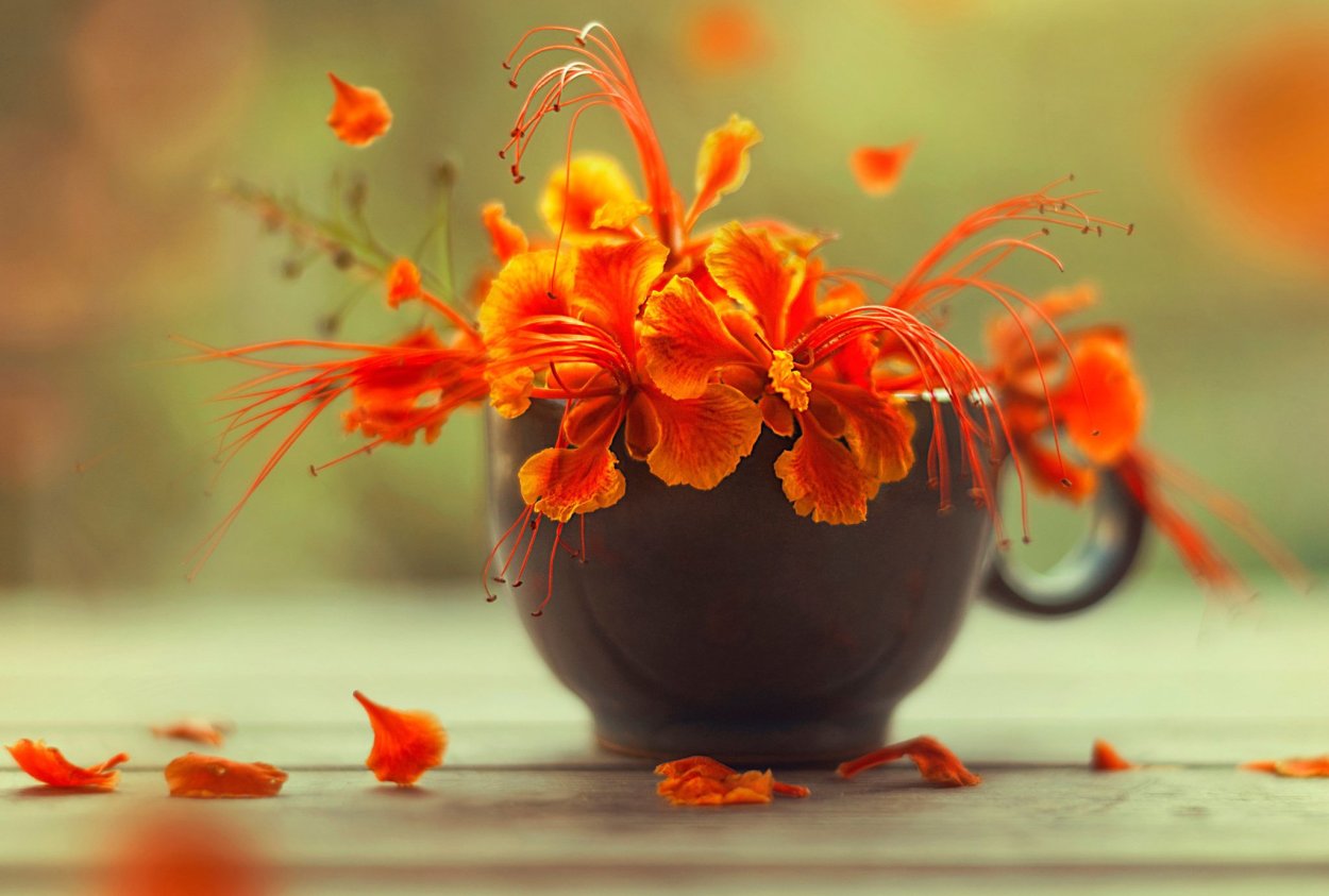 Осенние листья