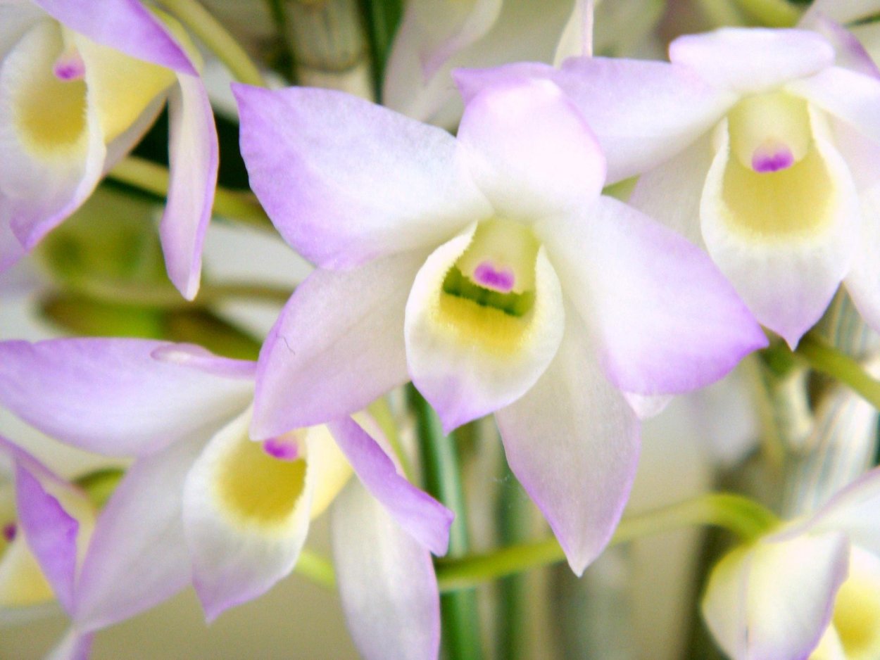 Дендробиум красный Император