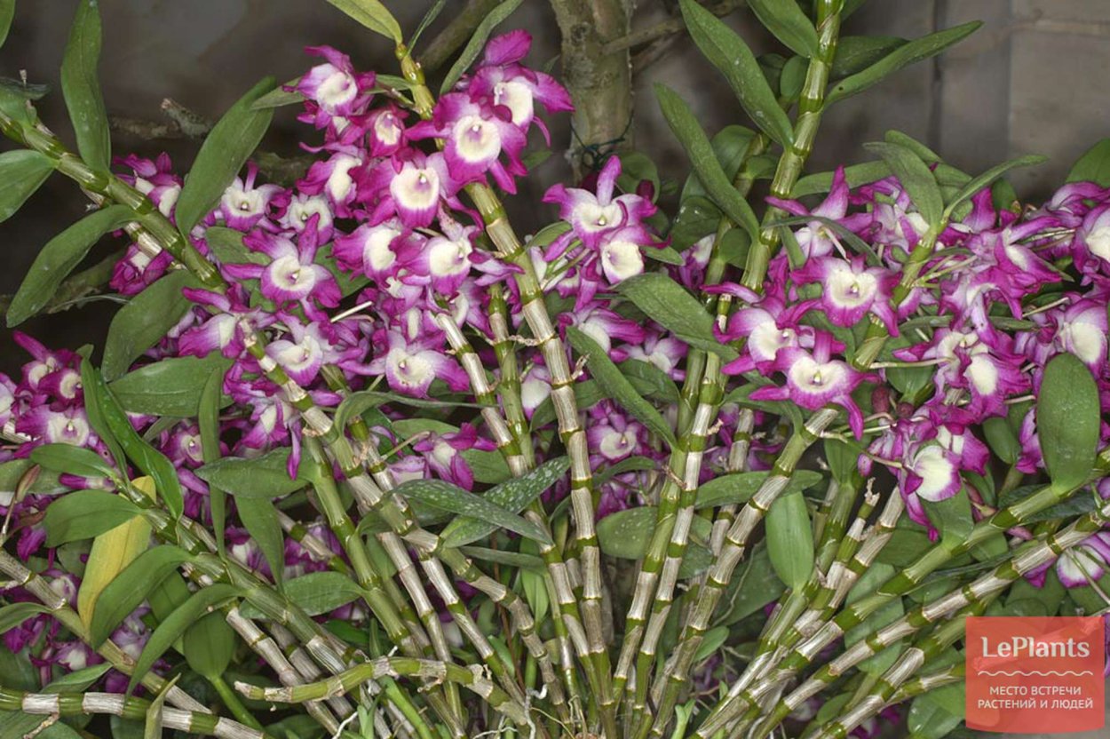 Орхидея Дендробиум Эмма