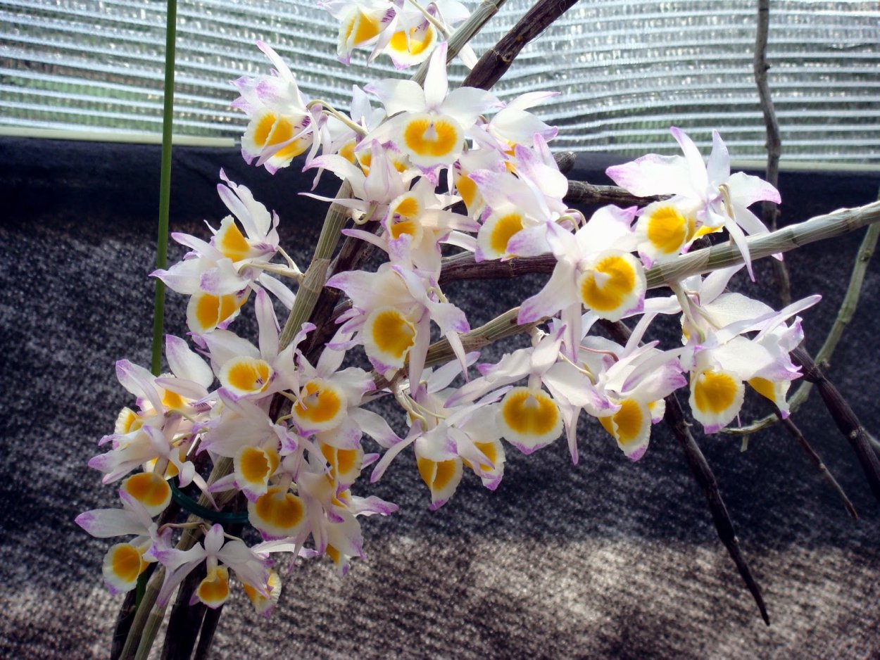 Дендробиум Нобиле микс