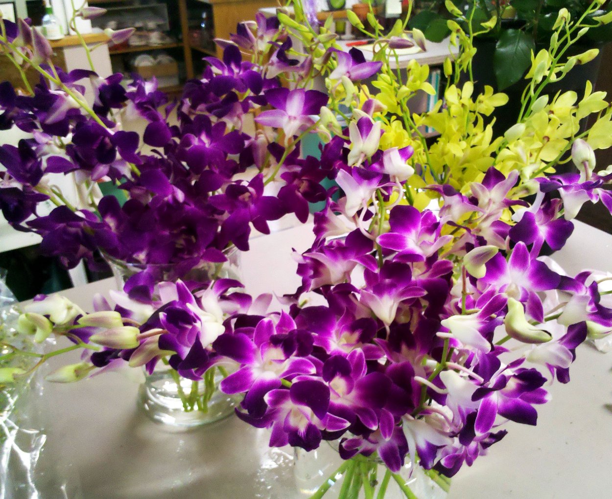 Дендробиум Нобиле Вайт