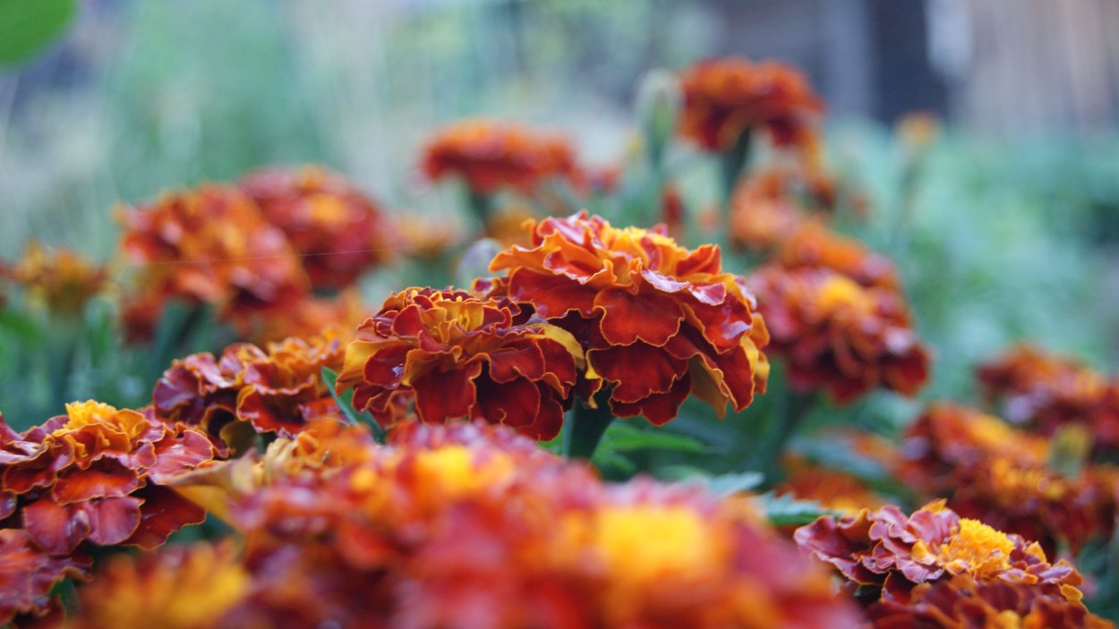 Бархатцы Карина оранжевая