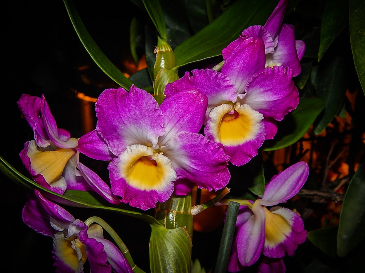 Орхидея Дендробиум