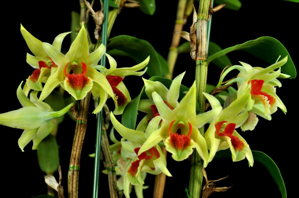 Дендробиум Аврора Джаспер