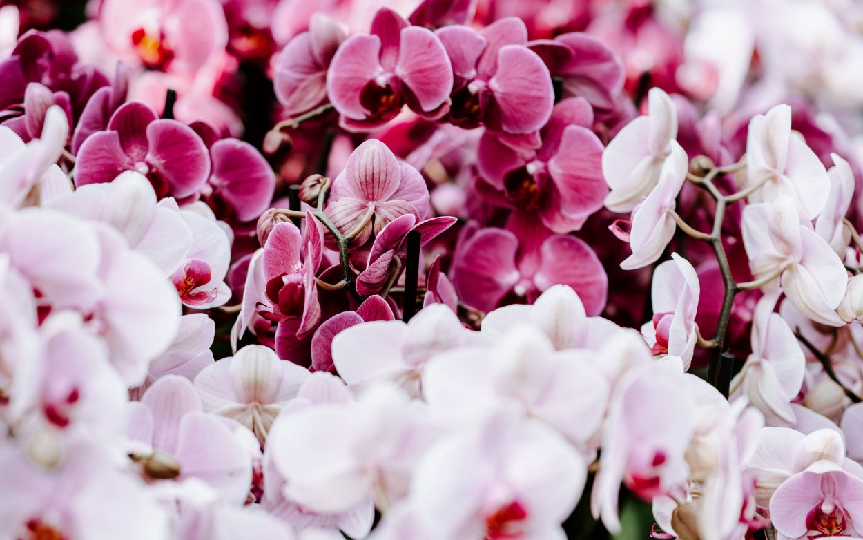Фотообои орхидеи