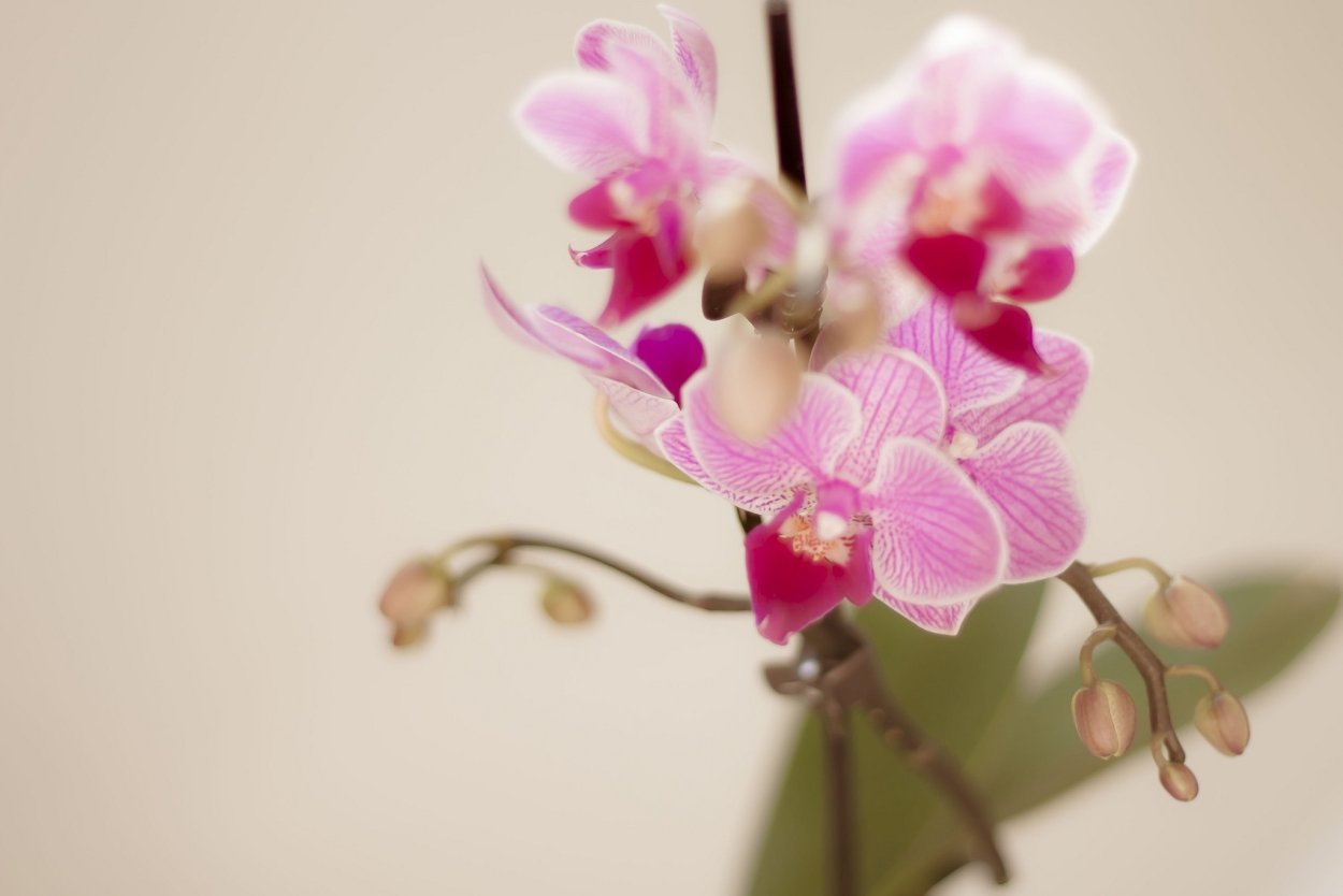 Орхидея Phalaenopsis Purple Dust