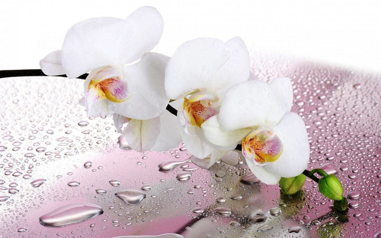 Нежные цветы орхидеи