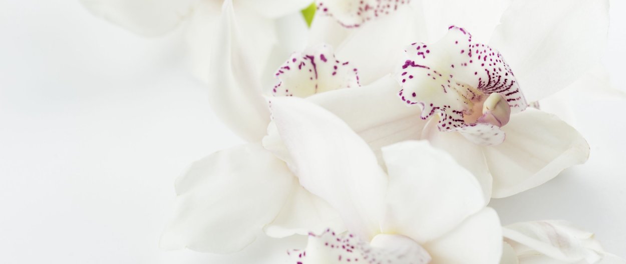 Орхидея на сером фоне