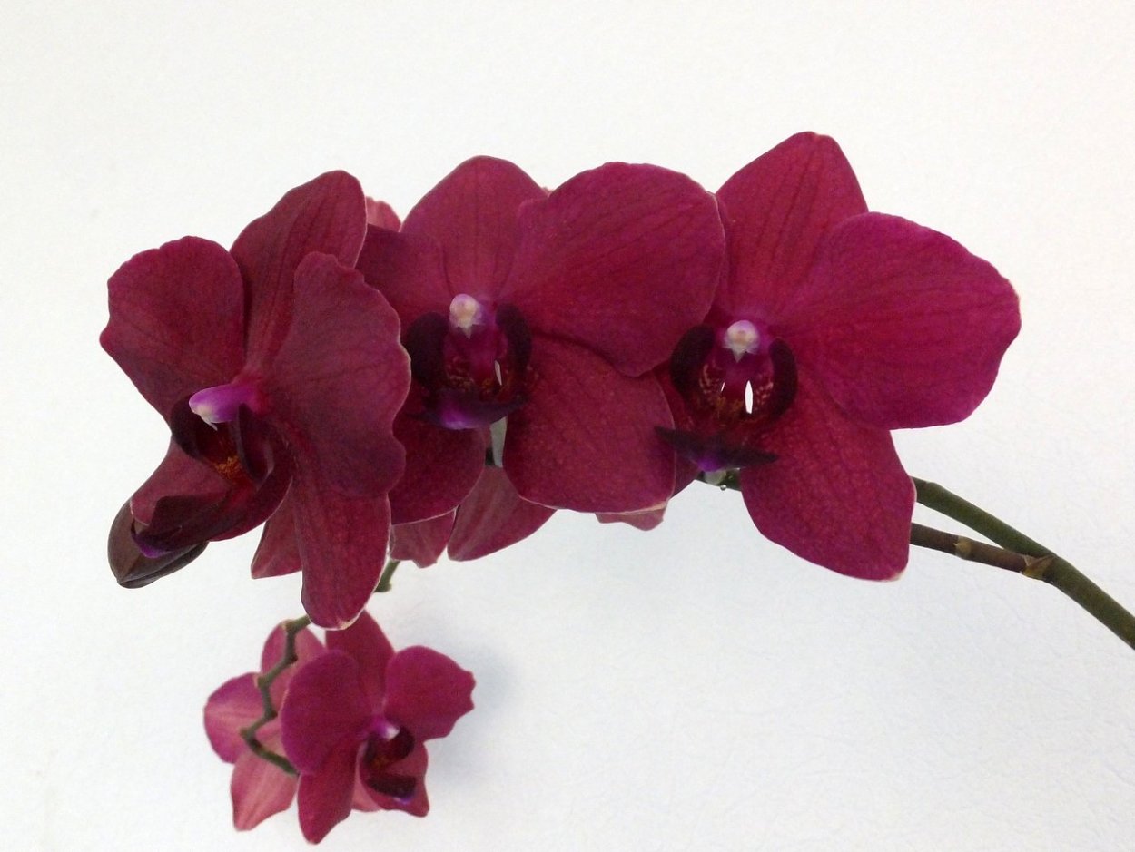 Фаленопсис Гроссето Орхидея