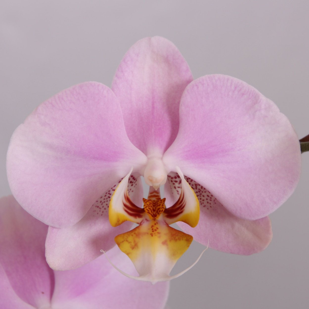 Фаленопсис (Phalaenopsis) – Орхидея