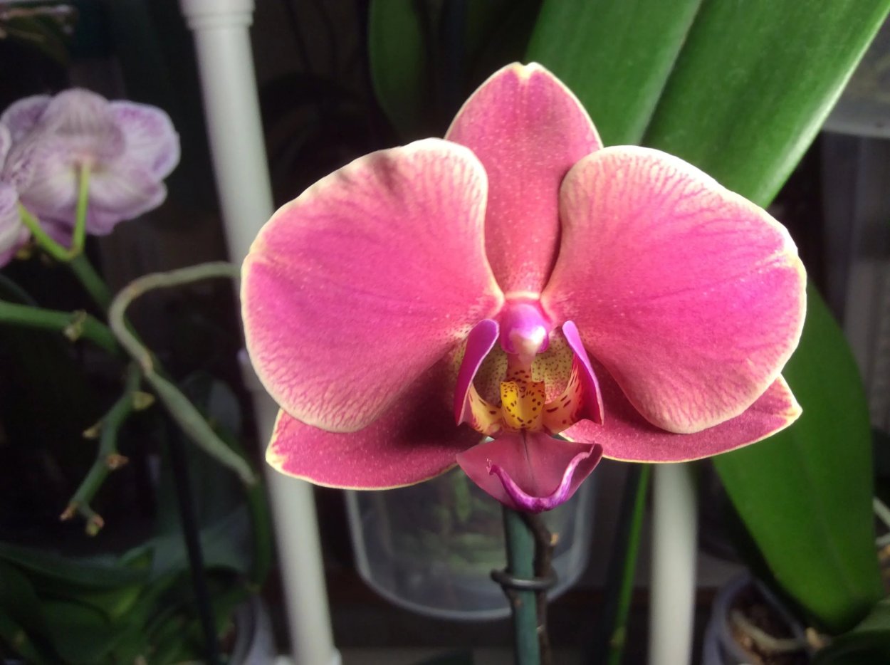 Орхидея Phalaenopsis Narbonne