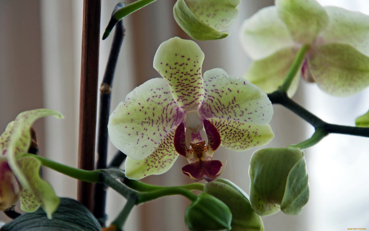 Фаленопсис Фортуна Теллер