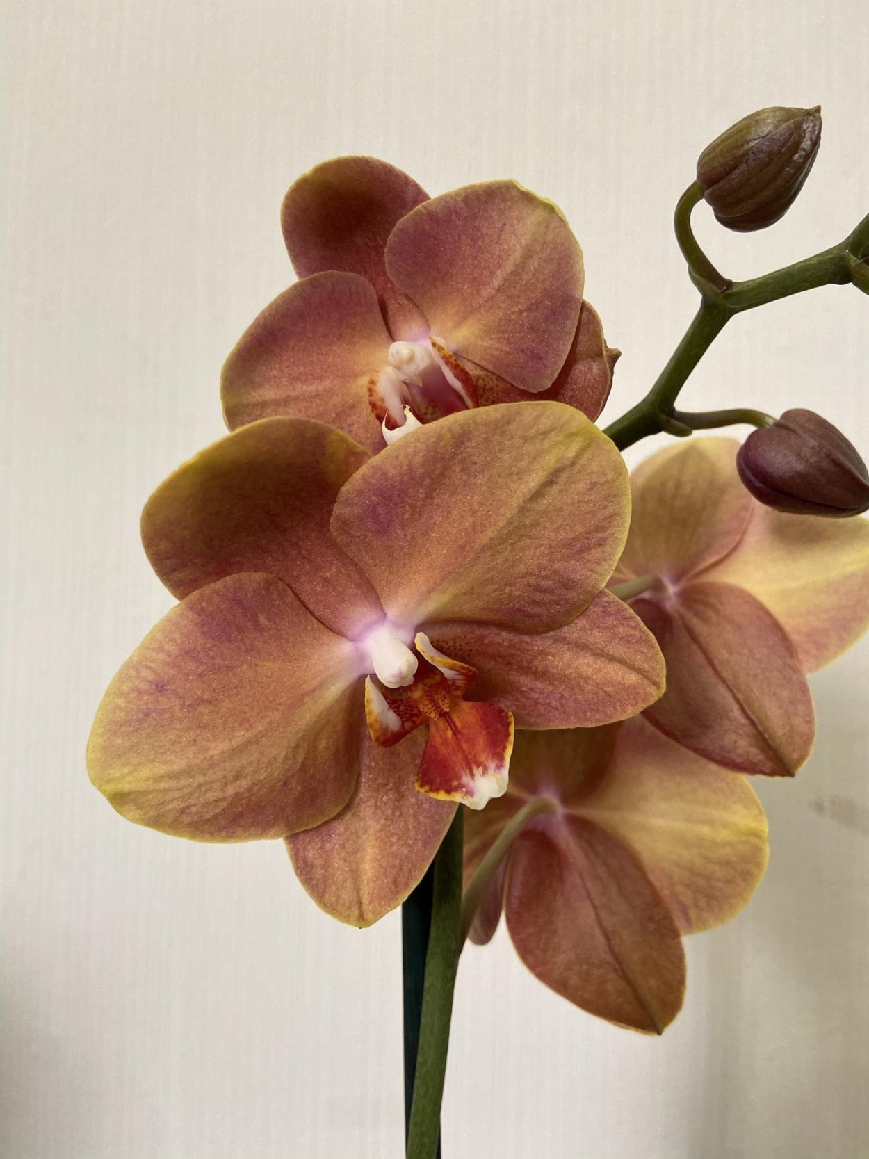 Фаленопсис Калипсо