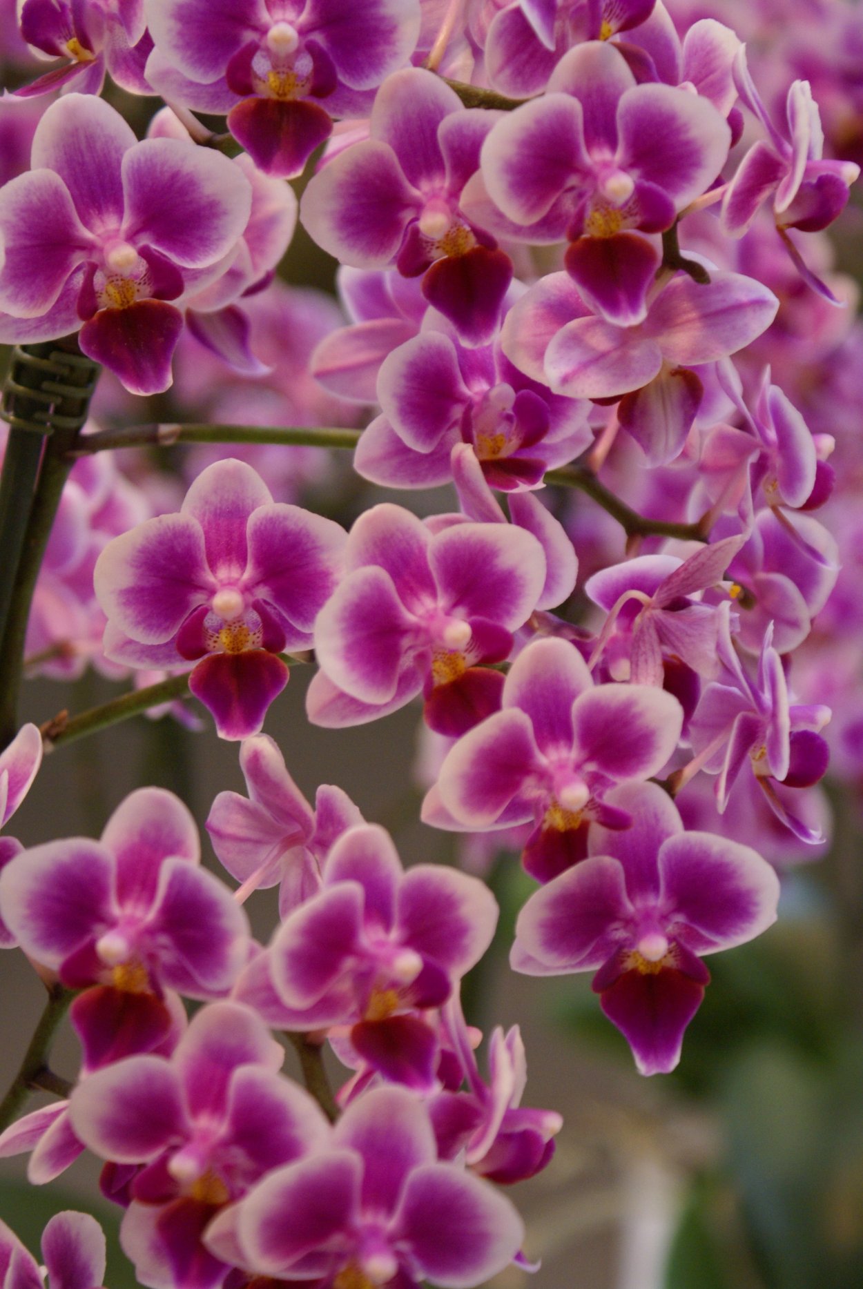 Орхидея ланейсиано