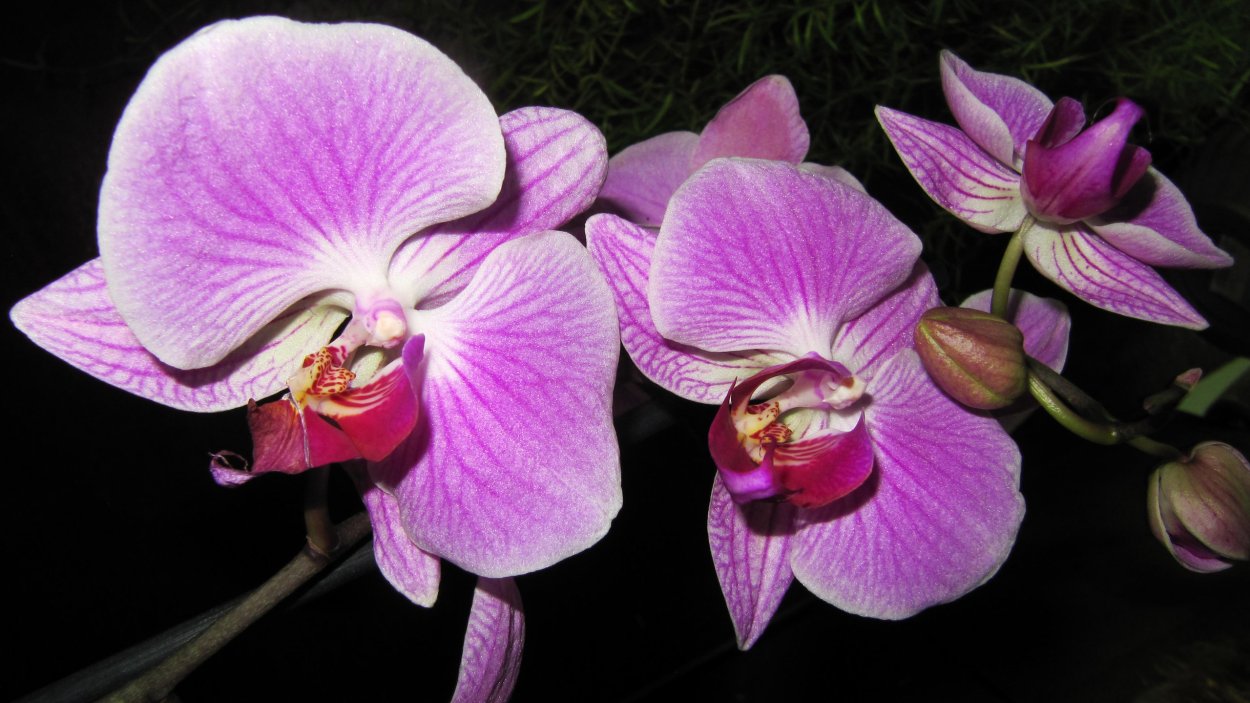 Орхидея Phalaenopsis Torino