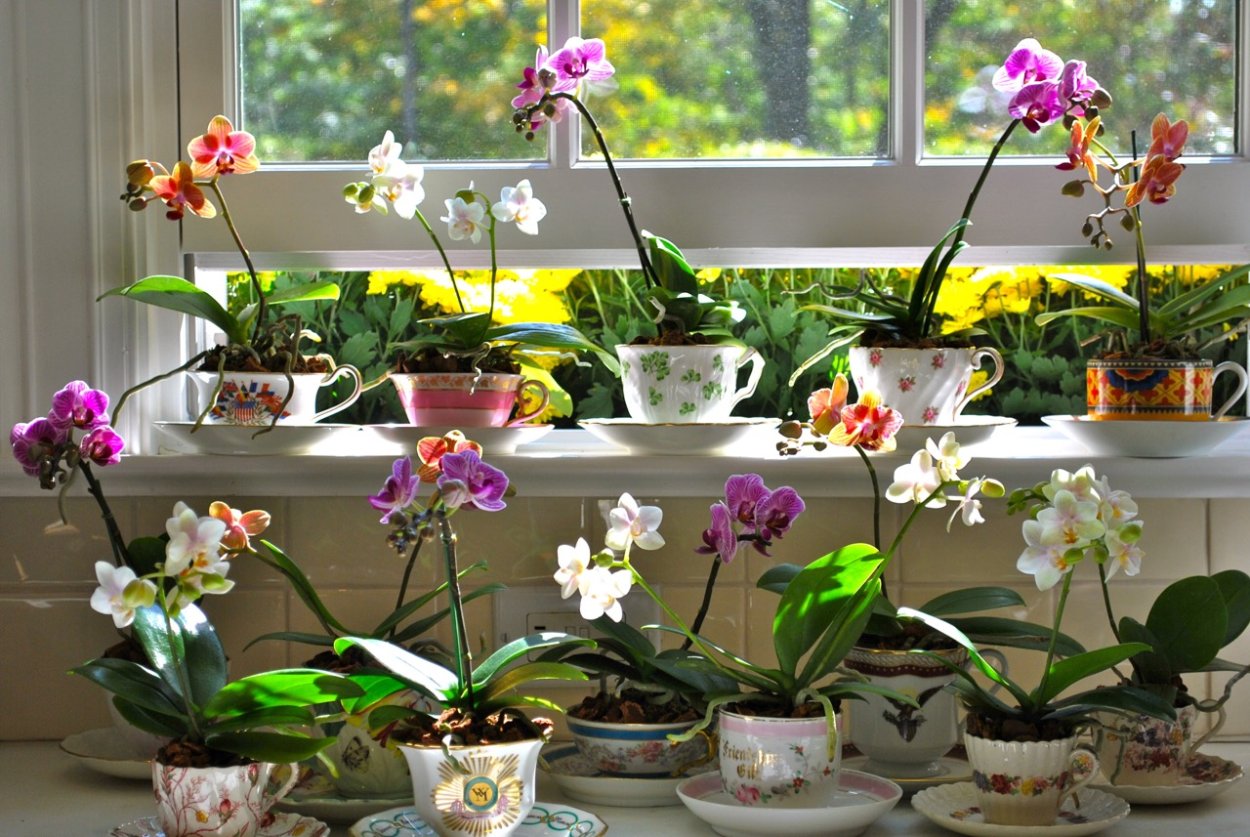 Варианты посадки орхидей