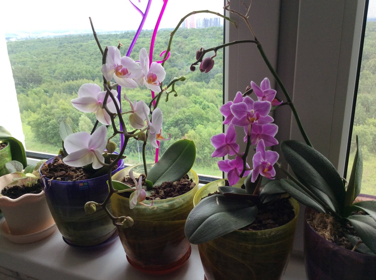 2 Орхидеи в одном горшке