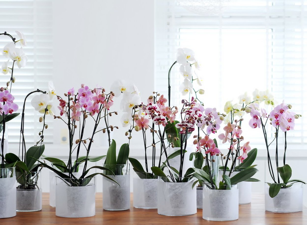 С чем садить орхидеи в композиции