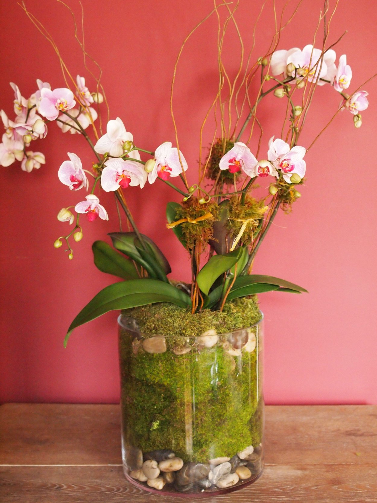 Фаленопсис конференц