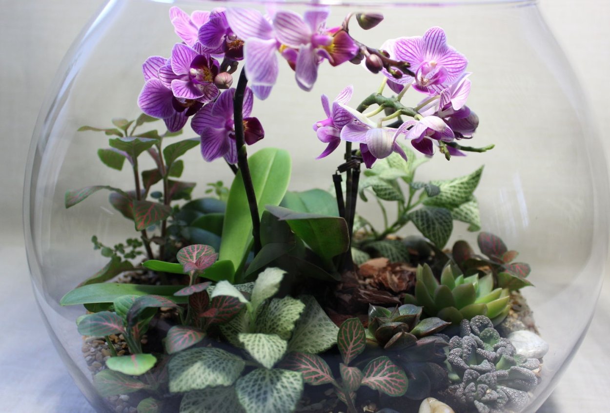 Фаленопсис в одном горшке