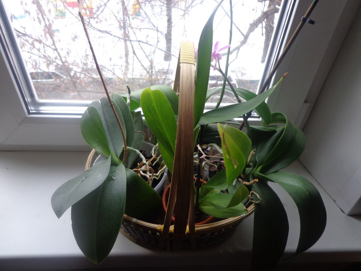 Орхидея фаленопсис искусственная