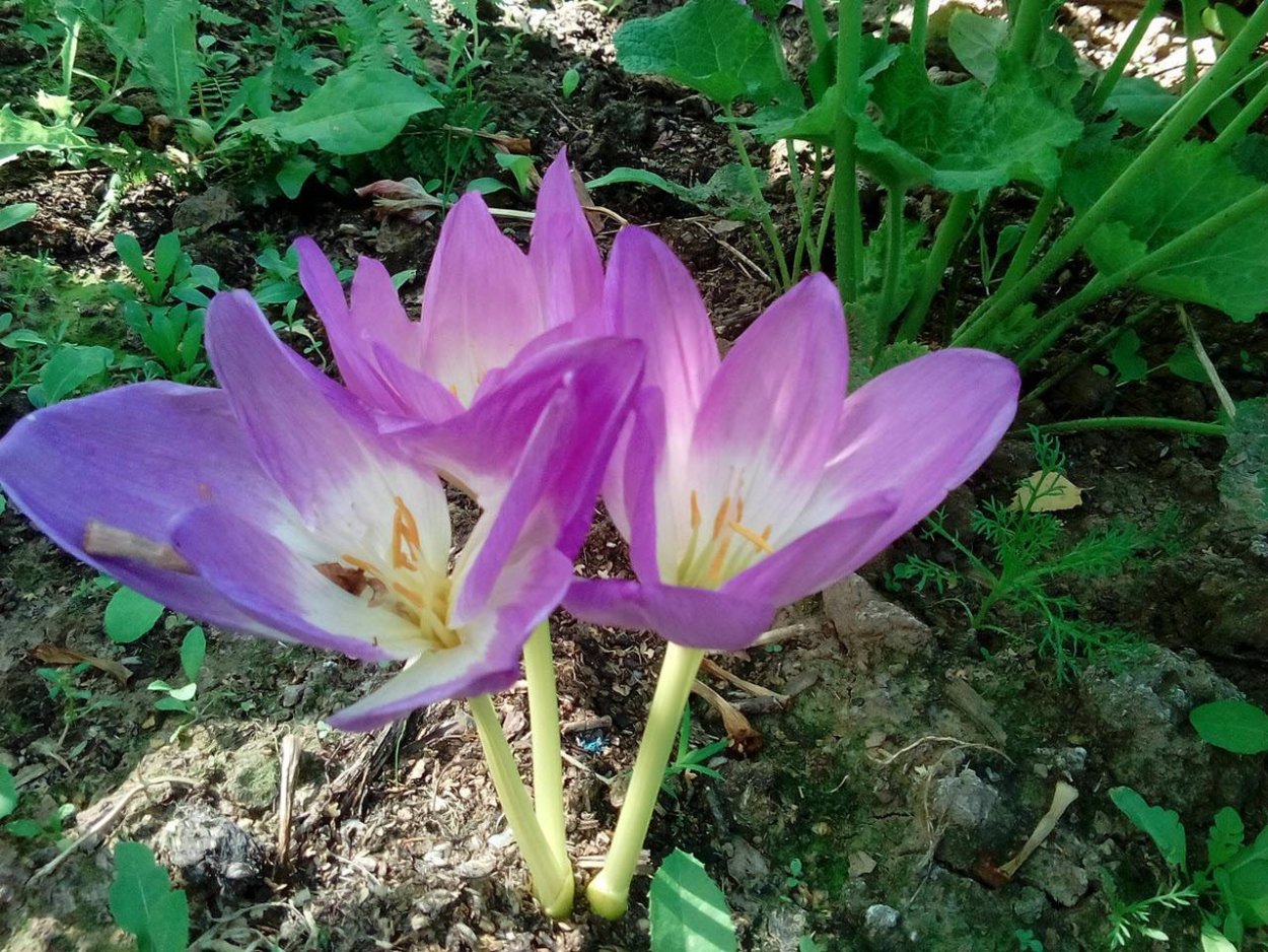 Безвременник цветы