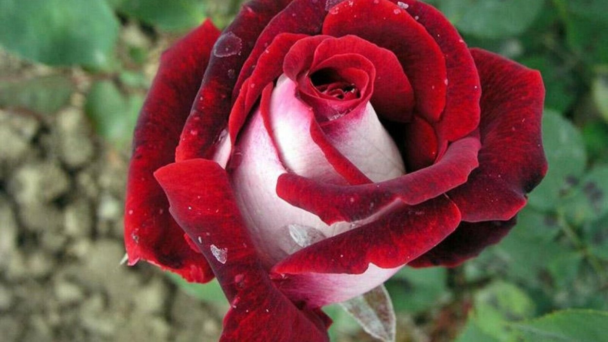 Роза чайно-гибридная Осирия