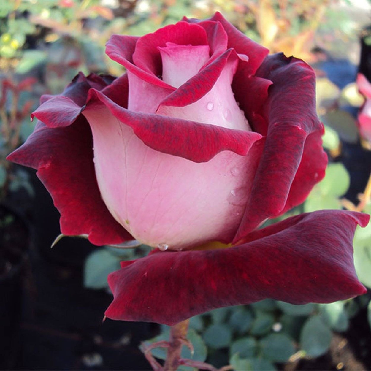 Роза чайно-гибридная Осирия