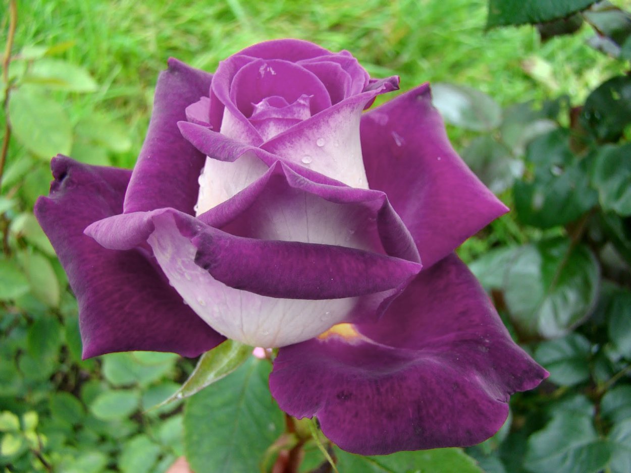 Сорт розы Осирия