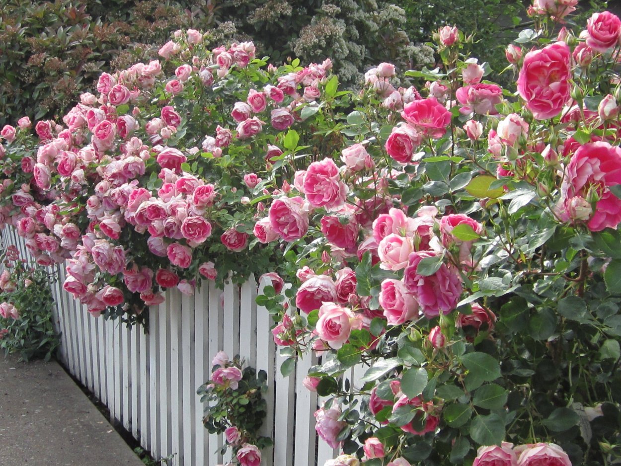 Роза Свитнесс