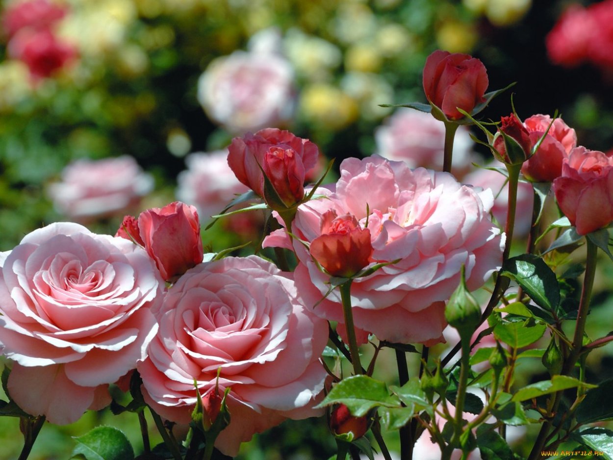 Роза Королевский бархат грандифлора