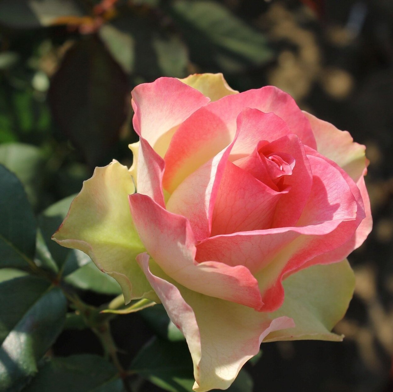 Роза чайно-гибридная фулл Хаус