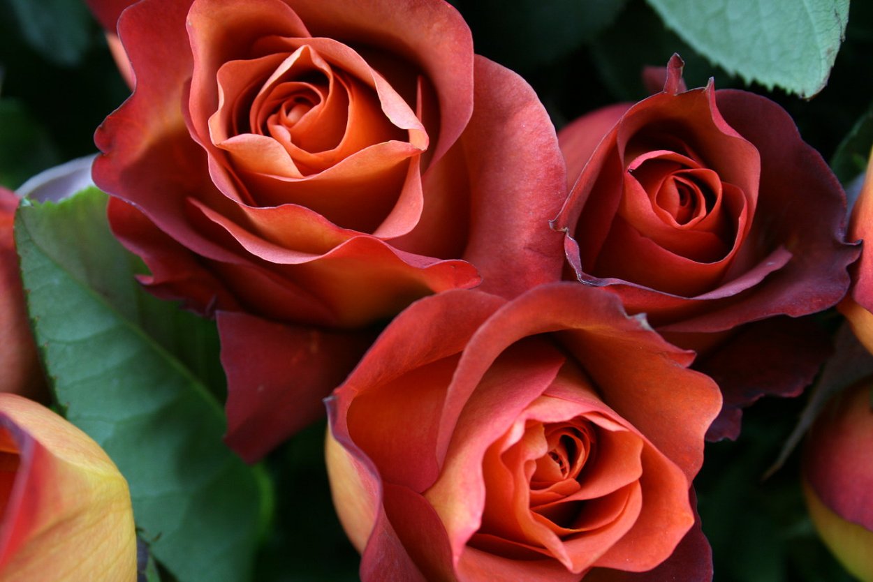 Блэк Роуз ред Роуз