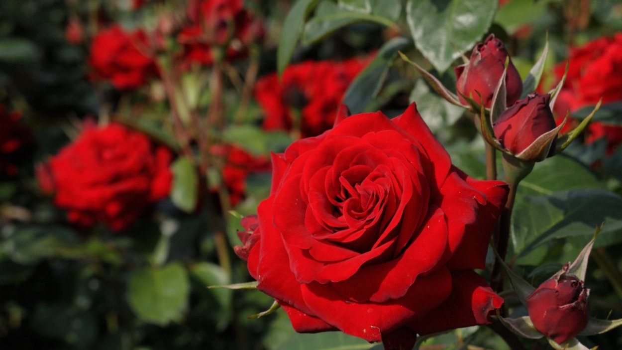 Роза Никколо Паганини