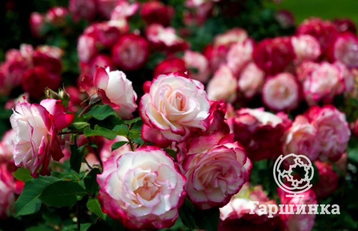 Роза Миледи чайно-гибридная