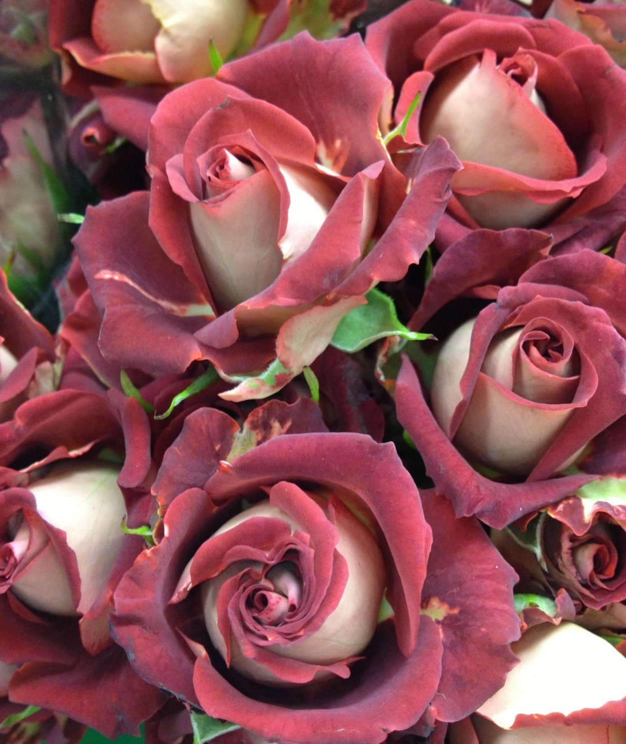 Роза сад +саженцы роз