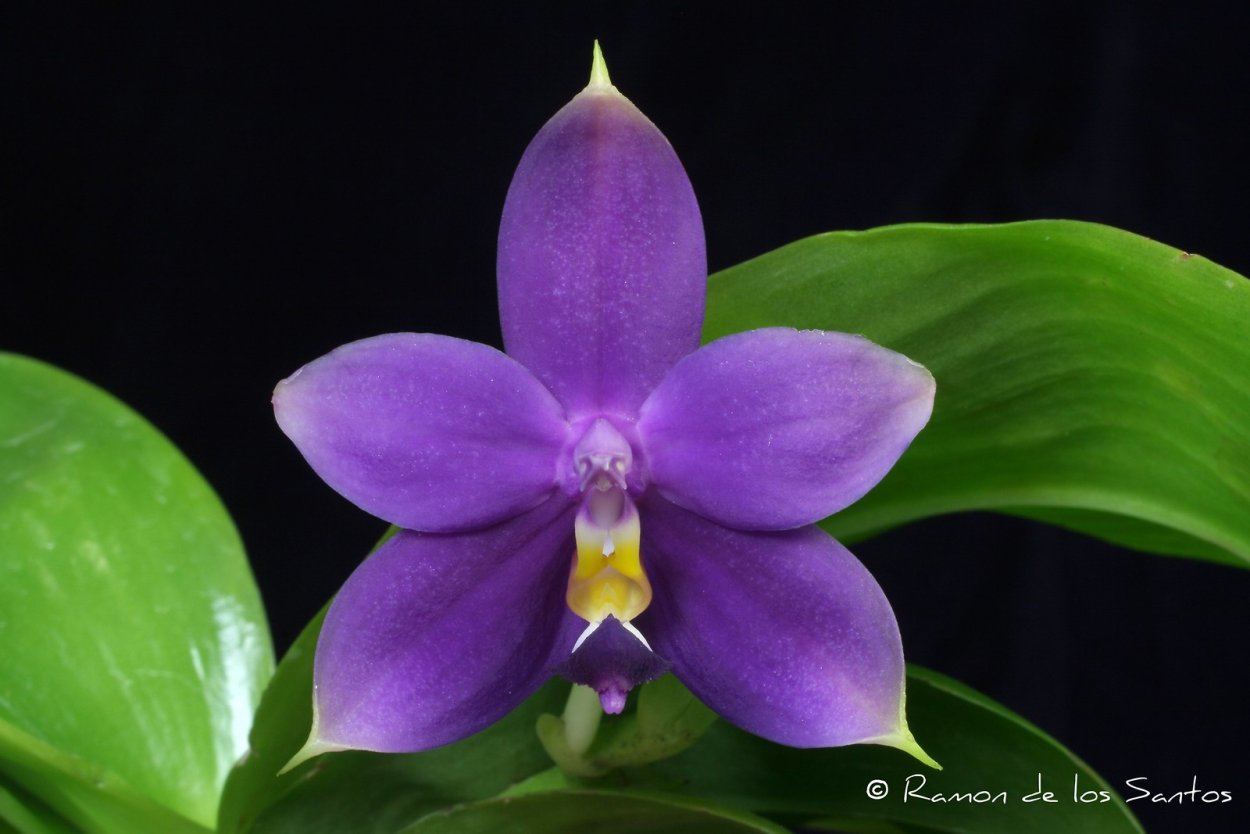 Фаленопсис violacea Indigo