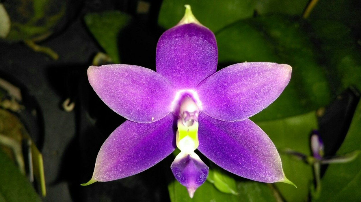 Фаленопсис виолацея