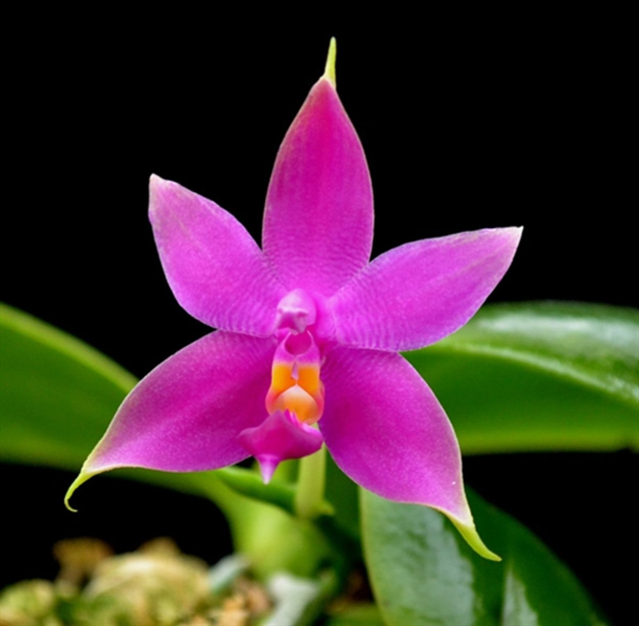 Фаленопсис violacea