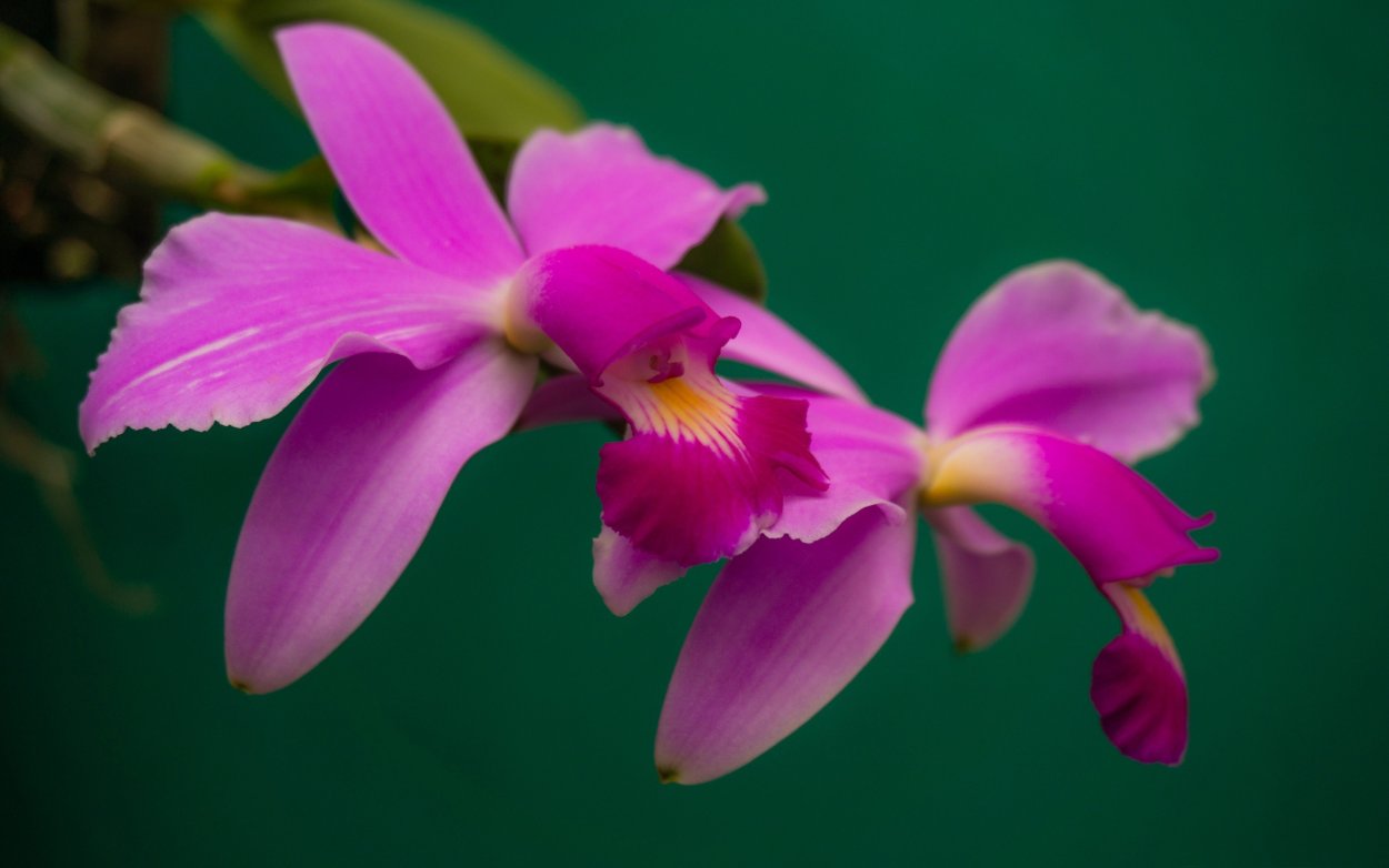 Cattleya violacea Red