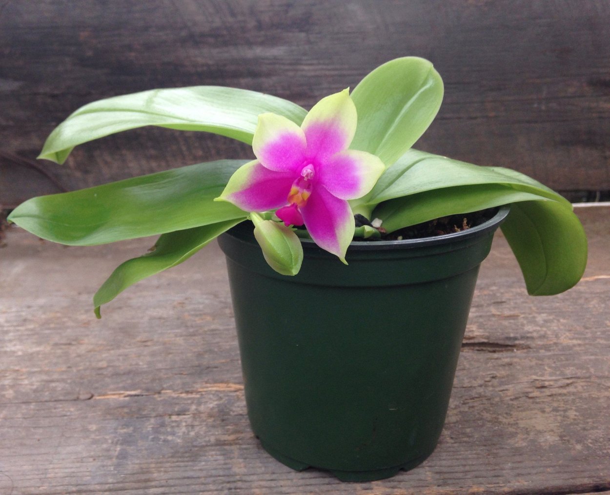 Фаленопсис Borneo