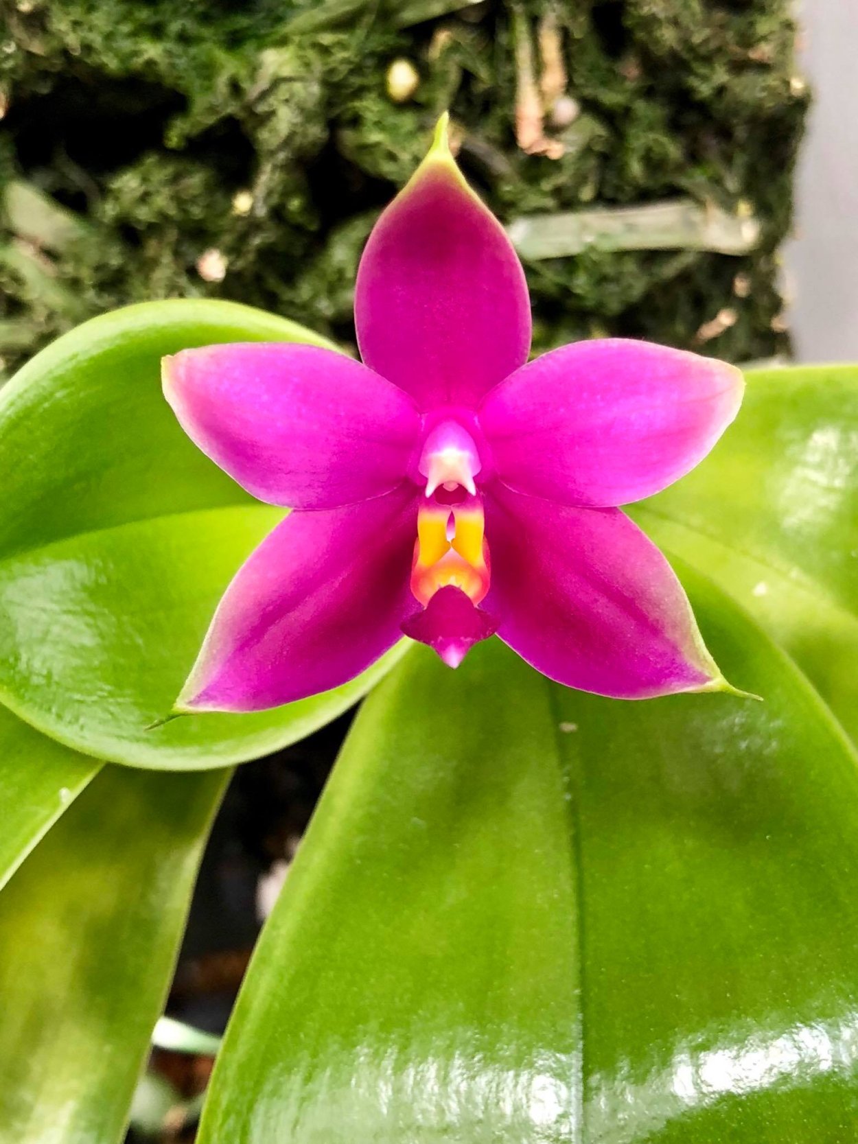 Phalaenopsis Aphrodite