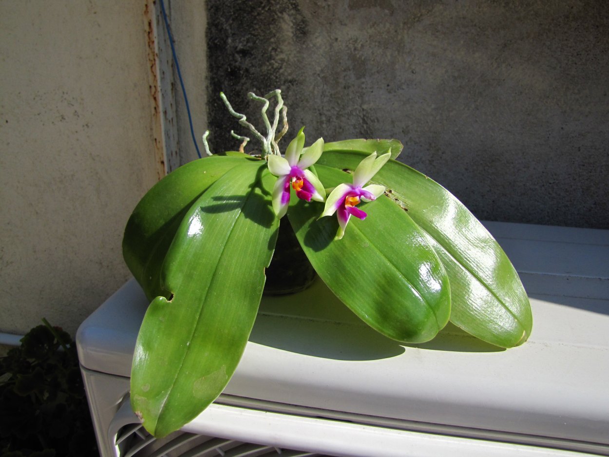 Фаленопсис Беллина